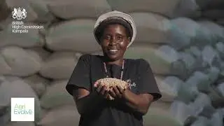 Agric Evolve UK | UG - Coffee growing in Uganda.