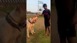 Indian Mastiff Bully Kutta Pakistani Bully Big breed ￼