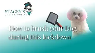 Keep Your Dog Well Brushed During Lock Down