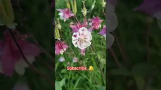 Magic of mother nature #love #padachari #travel #friends #explore #london #nature #flowers #summer