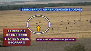 Olmedo (Va). 1º Encierro Mixto. 