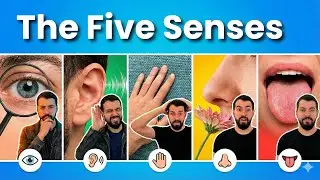 The Five Senses &ndash; How We Understand the World