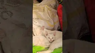 Cuttie Kitty Blinking Eyes #shorts