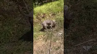 1 year old Thai ridgeback #bikelife #travel #theothersideofmakebelieve #doglife #motovlog