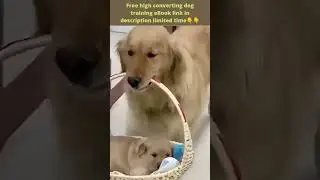 Cute Dogs 🐕 Smart Dogs! Smart Dog Video 2022 #shorts