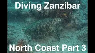 Diving in the North of Zanzibar, near Nungwi