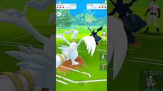 ✨Shiny Reshiram V/S ✨Shiny Zekrom PVP Tao Battle in #pokemongo