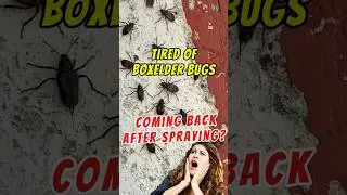 🐞🤯 Why Your Boxelder Bug SPRAY Fails | Getting Rid of Boxelder Bugs