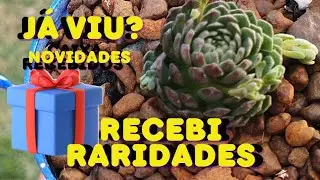 CONHEÇA ESSAS SUCULENTAS NOVAS E RARAS NESTA CAIXA DE RECEBIDOS RECHEADA