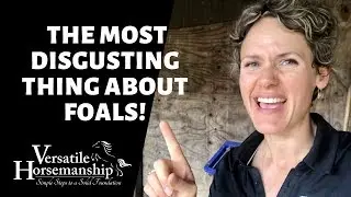THE MOST DISGUSTING THING ABOUT FOALS // VERSATILE HORSEMANSHIP