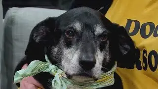 Celebrate 'World Love Your Pet Day'