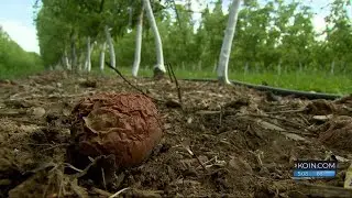 Fruit growers struggle to find workers in time for harvest