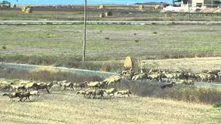 Sheep Bells Magical Sound,  Sheep Running , Funny Sheep,   Professional Quality Full HD   Stereo