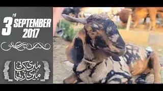 Bakra-Eid Special | Meri Kahani Meri Zabani | SAMAA TV | 03 Sep 2017