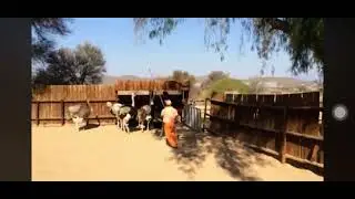 Ostrich ride#South Africa trip 2014# Ostrich Ferrari 🔥 