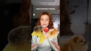 Нужно ли одевать шпица зимой? #собака #собаки #шпиц #щенок