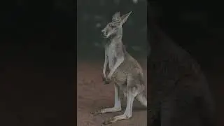 🦘 Kangaroo, the jumping icon of Australia. Strong, unique, and a true symbol of the wild. 🇦🇺