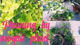 Mogra (Jasmine) flower Plant - Ki hard Pruning and Soft Pruning kab our kaise Kare.....