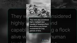 Russian Tracker- The ancestors of golden retriever has gone extinct 🐕🙁 #goldenretriever