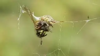 A Sticky End