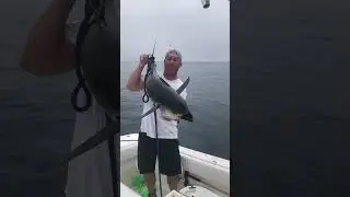 Block Island yellowfin tuna #tuna #yellowfintuna
