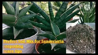 Sansevieria Collections II Perfect potting mix for sansevieria II +repotting I +care tips II