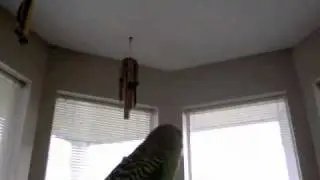 Bird Gone Wild.