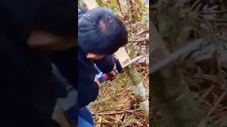 cool chainsaw for cutting bamboo poles #shorts