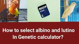 How to select Lutino and Albino in genetic calculator....only for new fanciers