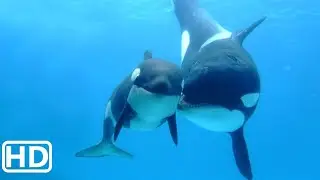 Sea World Shamu's Deep Sea Adventures All Cutscenes (Full Game Movie)