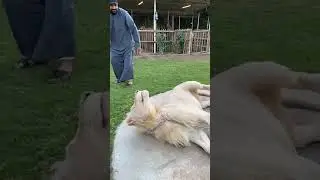 Funny lion reaction #hyena #animals #hyenas #bigcat