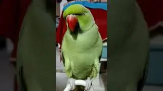 Kako is trying to sleep 😍 greenneckparrot Greenparrot talkinggreenparrot
