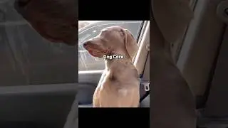 This Hog Lives in Aesthetic Mode &mdash; POV: You're in a Hogcore Dream #dogmemes #funny #animals