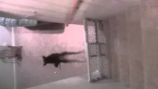 Flex's agility test = FAIL