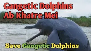 Gangetic Dolphins Ke Liye Baji Khatre Ki Ghanti #youtube #facts #dolphins #ganga #save #yt #dolphin