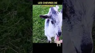 les chevres de Lorraine