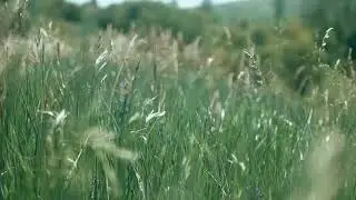 Wind & Cricket Sounds in the Daytime | Sleep, Study, Relaxation