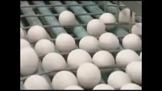 Speedy and safe - Japan's egg technology