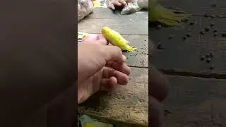 cute baby budgies yellow colour #shorts  #shortsvideo#viral#budgies #fancy #birds