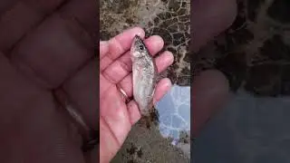 Gangetic Leaffish (ভ্যাদা মাছ) #shorts