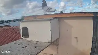 Segunda captura para el cuervo 