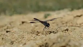libellules !!!