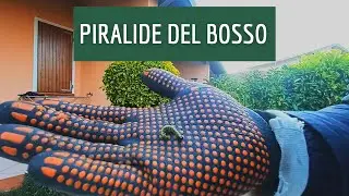Piralide del bosso: 3 modi +1 per affrontare il problema