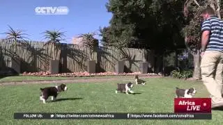 Purebreds Gain Popularity in Cape Town