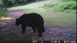 Bear 8.21.20
