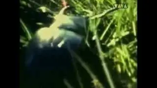 the automanic - grow - super8