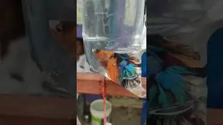 Fighter fish vanga kolathur porum 🤯❓#youtubeshorts#shorts#tamilvlog #kolathuraquariumfish#fishlover