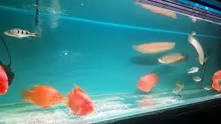 # 6fit aquarium # arowana community aquarium # overhead sump filter # king kong parrot # ntt
