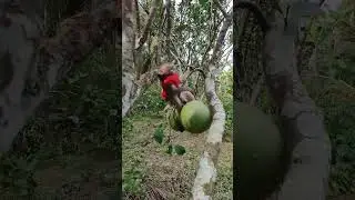 KoKa wants to pick grapefruits #shorts #koka #Monkey @kokaMonkey