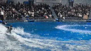 【Maxell Aqua Park Shinagawa】マクセルアクアパーク品川 水族館 デイver. イルカショー アトラクション 
